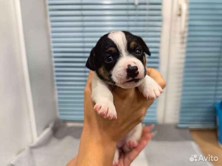 Щенки Джек рассел терьер