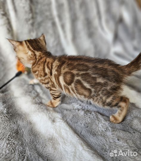 Бенгальская девочка