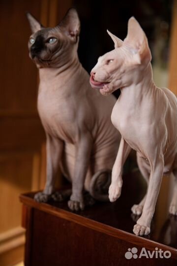 Канадский сфинкс котята