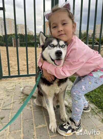 Сибирский хаски девочка голубоглазая в дар