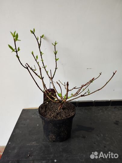 Гортензия метельчатая и крупнолистная