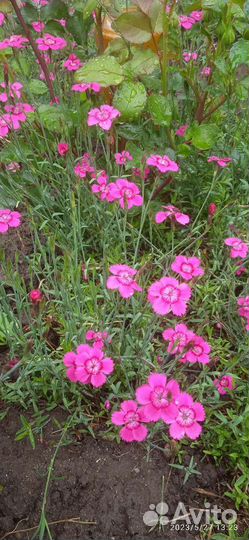 Садовые цветы и растения