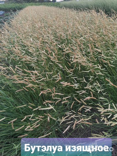 Растения саженцы