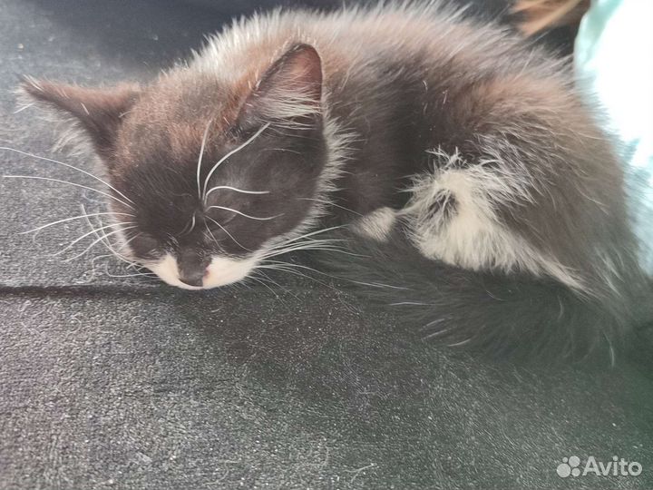 Шотландская кошечка