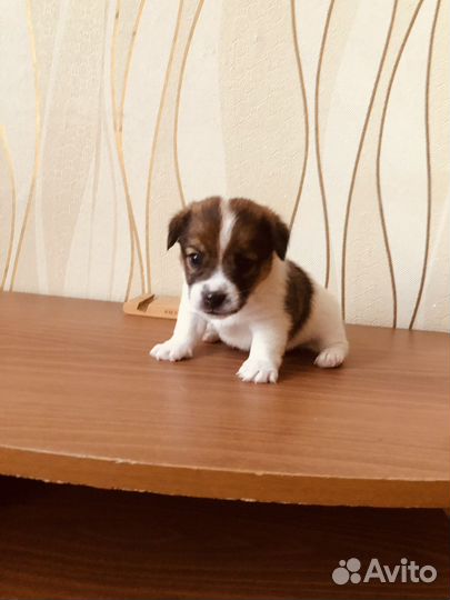 Джек рассел терьер