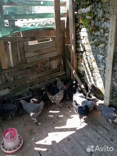 Молодые петушки