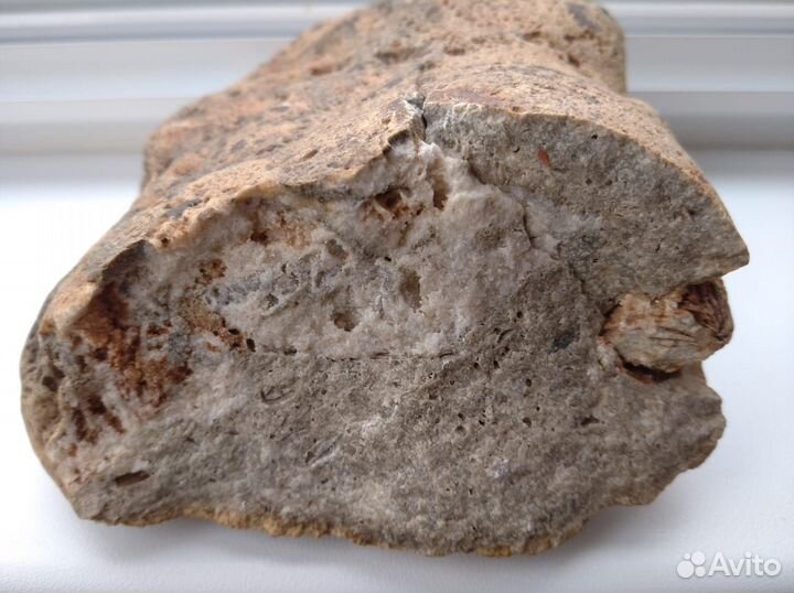 Окаменелость