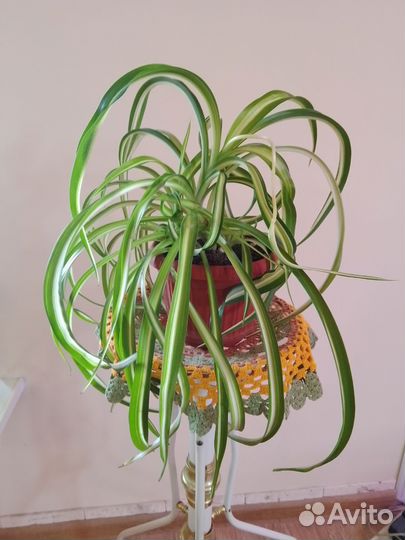 Фикус Бенджамина, хлорофитум кудрявый