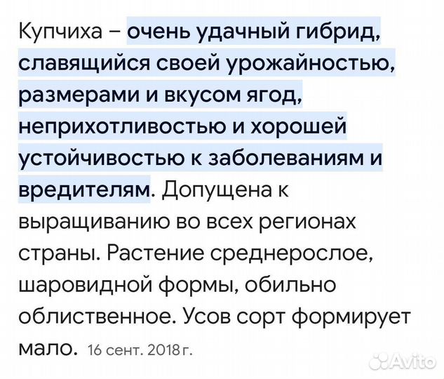 Клубника земляника Купчиха (рассада)