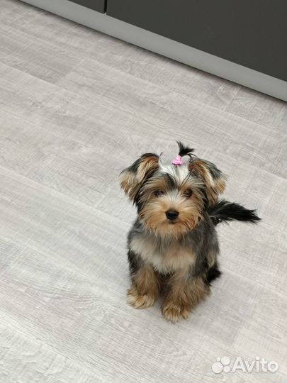 Йоркширский терьер щенки