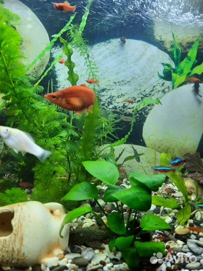 Аквариумные рыбки