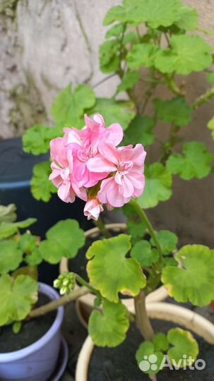 Пеларгония