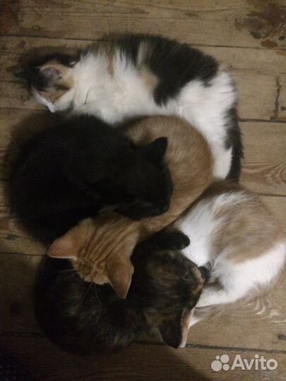 Кошки бесплатно