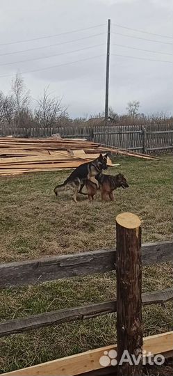 Немецкая овчарка