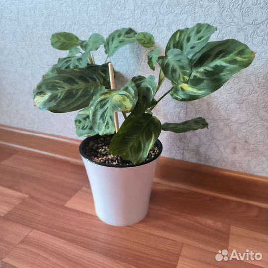 Маранта Бьюти Ким