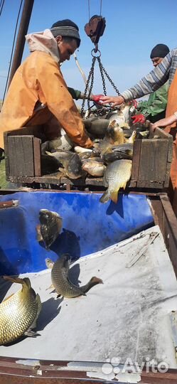 Живая рыба карп,амур