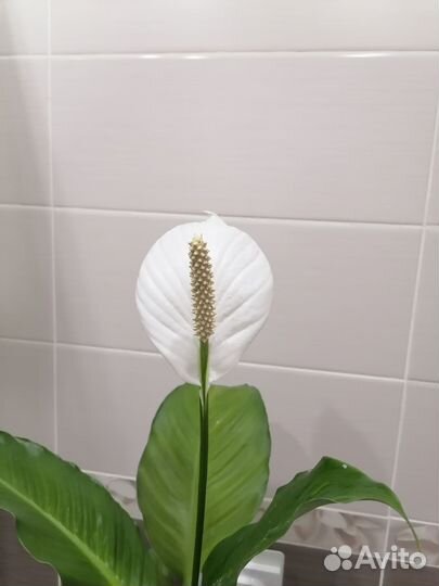 Цветок женское счастье