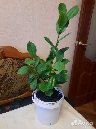 Фикус мокламе