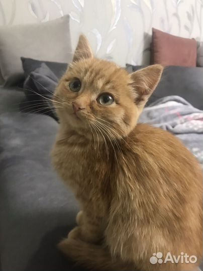 Котик-подкидыш