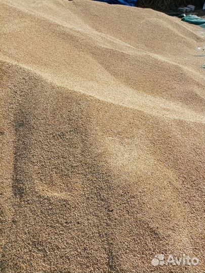 Продам ячмень
