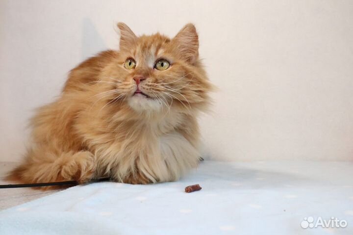 Кошка рыжая в добрые руки