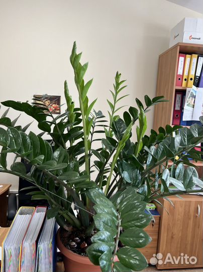 Продам зомиокулкас или евровое дерево