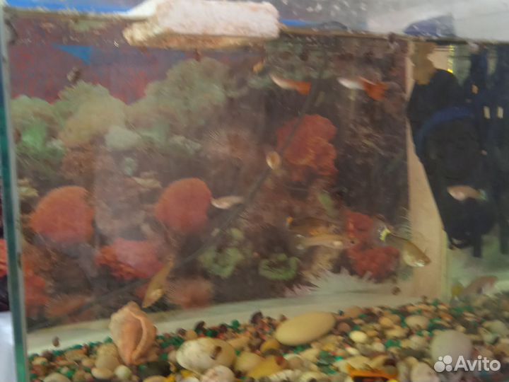 Аквариумные рыбки, с аквариумом
