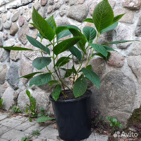 Гортензия крупнолистная Forever Ever Pink