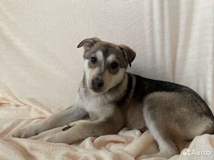 Щенок метис хаски девочка