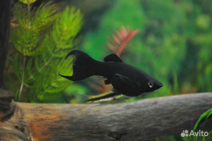 Моллинезия черная