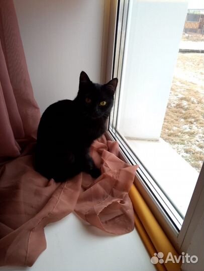 Отдам милую кису