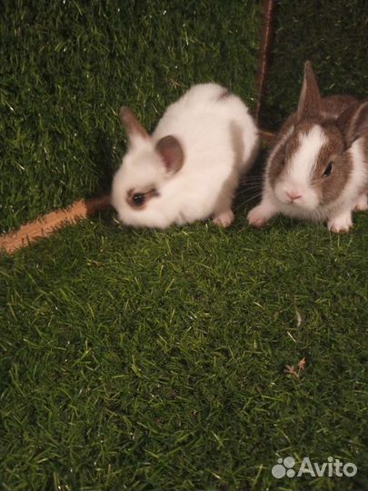 Карликовый кролик