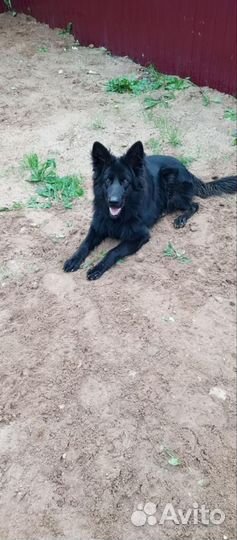 Собака в добрые руки отдам бесплатно