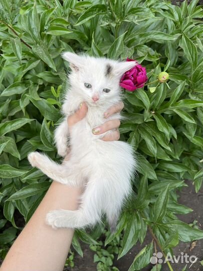 Котенок 3,5 месяца