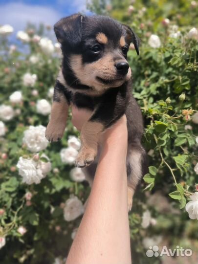 Той-терьер щенки