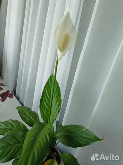 Спатифиллум