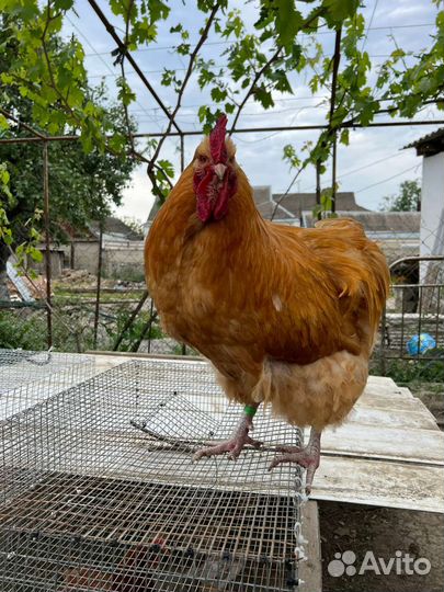 Куры Орпинктон