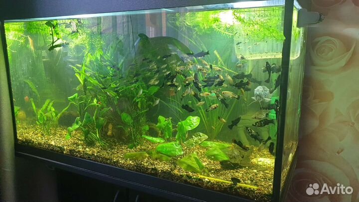 Аквариумные рыбки