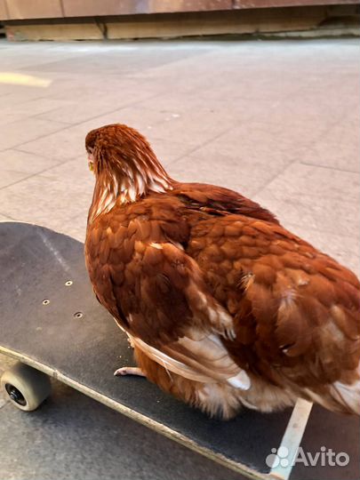 Инструктор по скейтбордингу и серфскейтингу