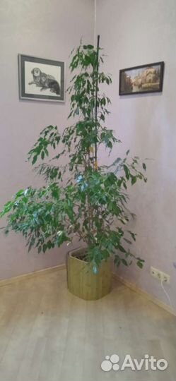 Фикус бенджамина