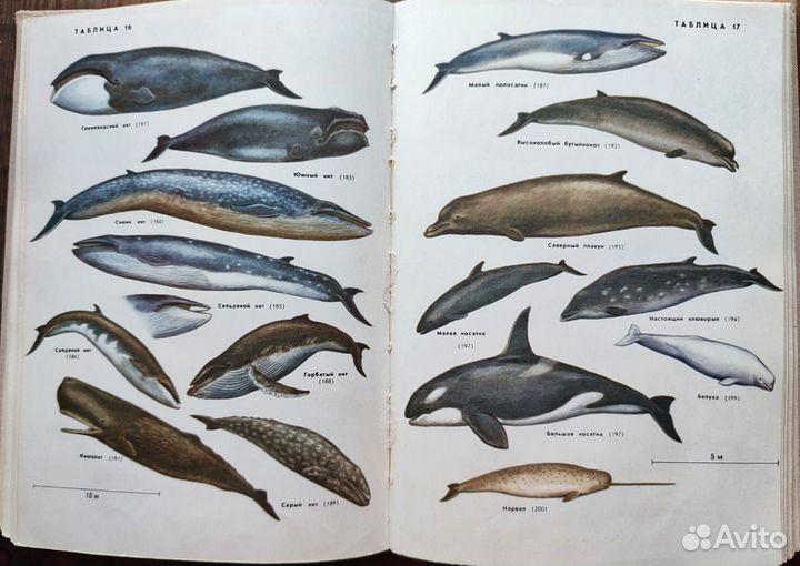 Книга млекопитающие