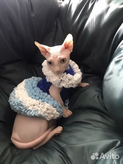 Канадский сфинкс, бамбино