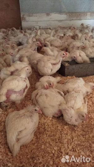 Бройлеры, утки, муларды, гуси, индюки