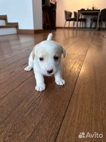 Джек Рассел терьер