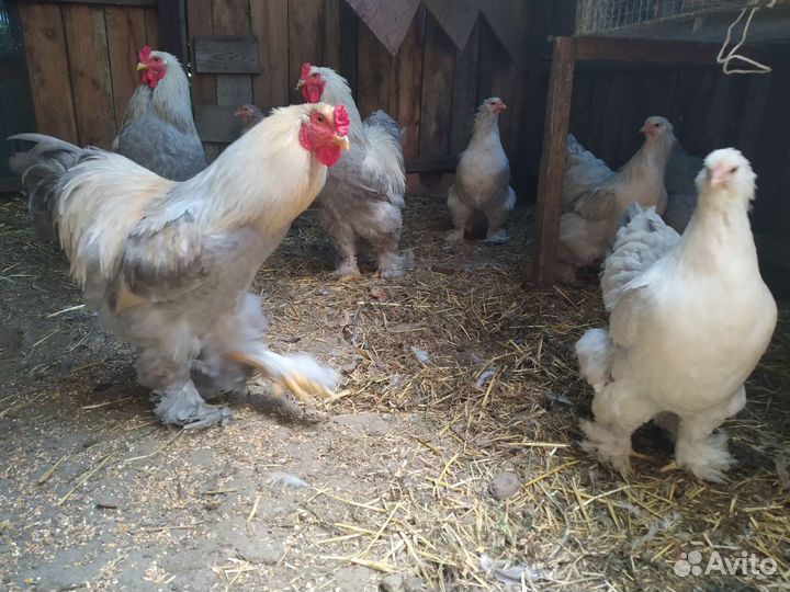 Цыплята Брама Изабелла