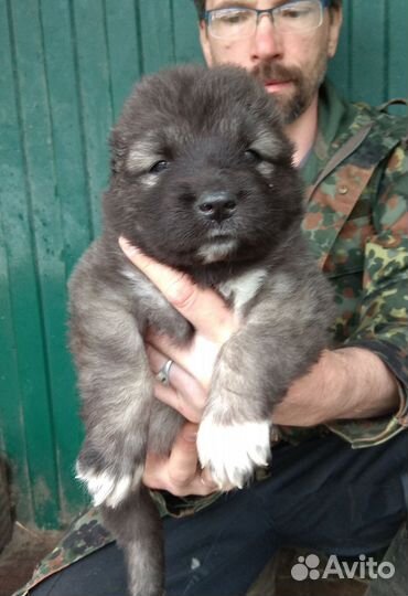 Мощные щенки Кавказской овчарки