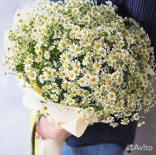 Цветы ромашки