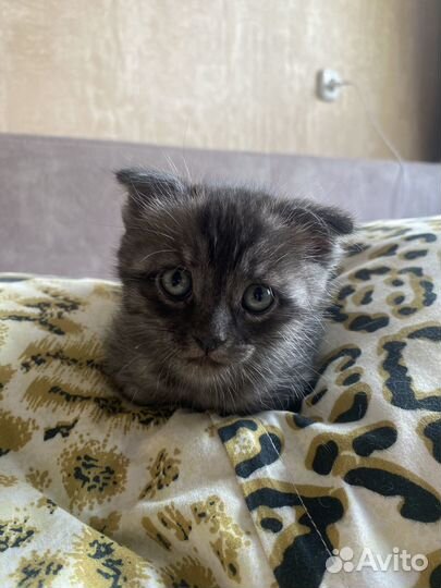 Отдам котят в добрые руки бесплатно