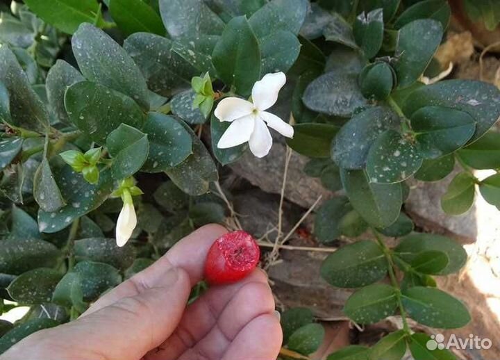 Карисса съедобная и другое