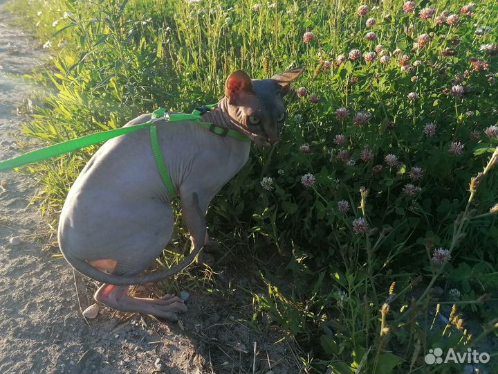 Домашние животные